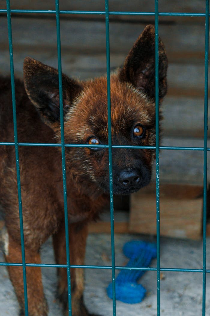 A sad brown dog with big eyes looks out from behind bars in a shelter cage.