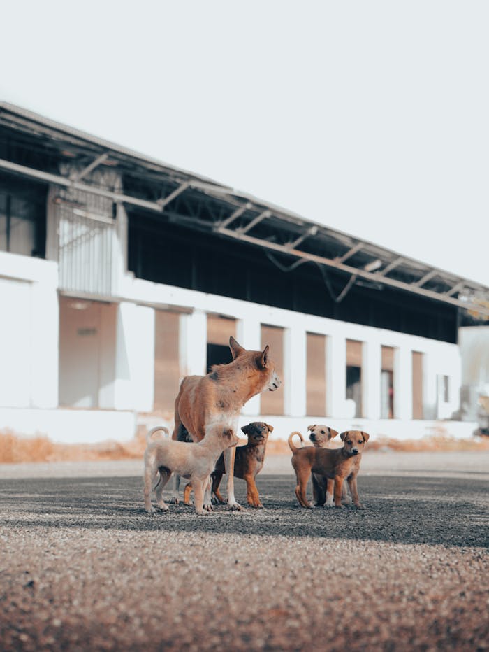 Street puppies with their mother dog outside a building, showcasing a tender animal family moment.